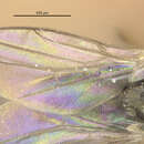 Image of Elachiptera scrobiculata (Strobl 1901)