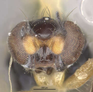 Image of Elachiptera scrobiculata (Strobl 1901)