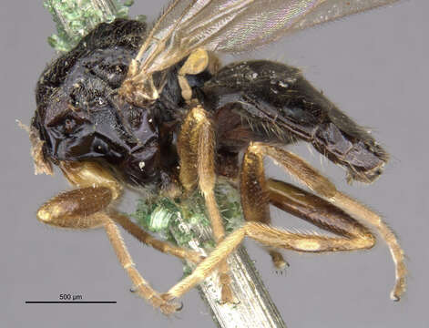 Image of Elachiptera decipiens (Loew 1863)