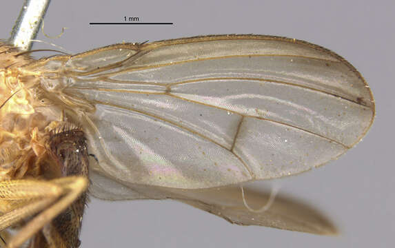 Image of Rhinoleucophenga gigantea (Thomson 1869)