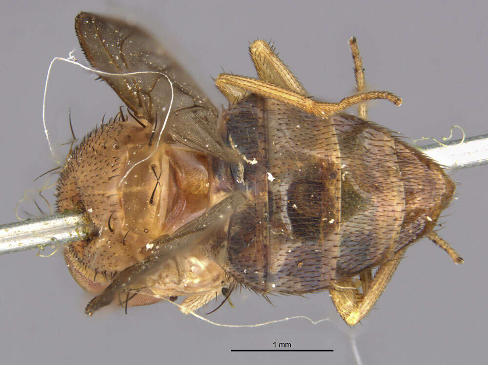 Image of Rhinoleucophenga gigantea (Thomson 1869)