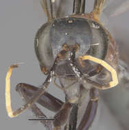 Image of <i>Eragenia micans</i>