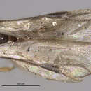 Image de Conostigmus orcasensis (Brues 1909)