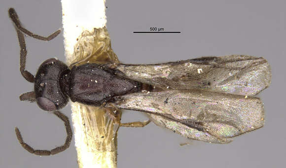 Image de Conostigmus orcasensis (Brues 1909)