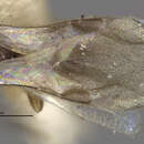 Image de Dendrocerus constrictus (Brues 1909)