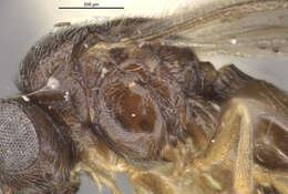 Image de Dendrocerus constrictus (Brues 1909)