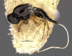 Image of Gastrotrypes spatulatus Brues 1922