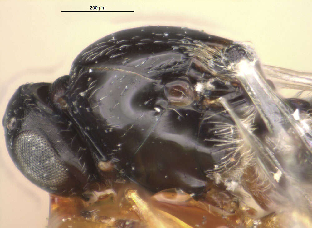 Image of Gastrotrypes caudatus Brues 1922