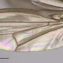 Image of Paracoenia fumosalis Cresson 1935