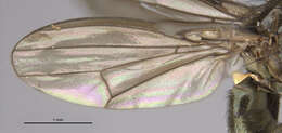 Image of Paracoenia fumosalis Cresson 1935
