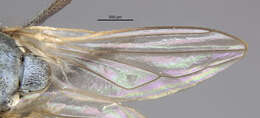 Image of Ochthera macrothrix Clasuen 1977