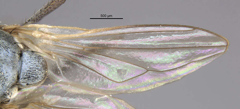 Image of Ochthera macrothrix Clasuen 1977