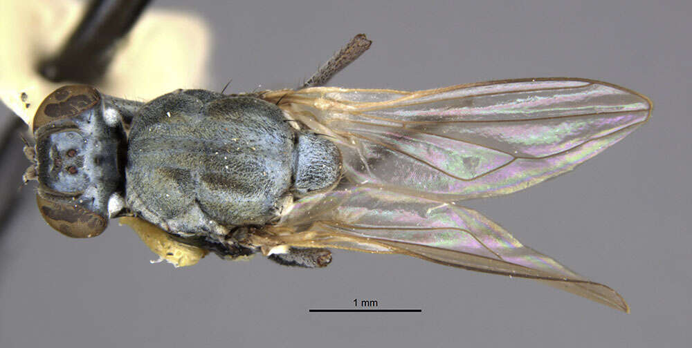 Image of Ochthera macrothrix Clasuen 1977