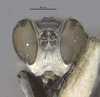 Image of Ochthera macrothrix Clasuen 1977