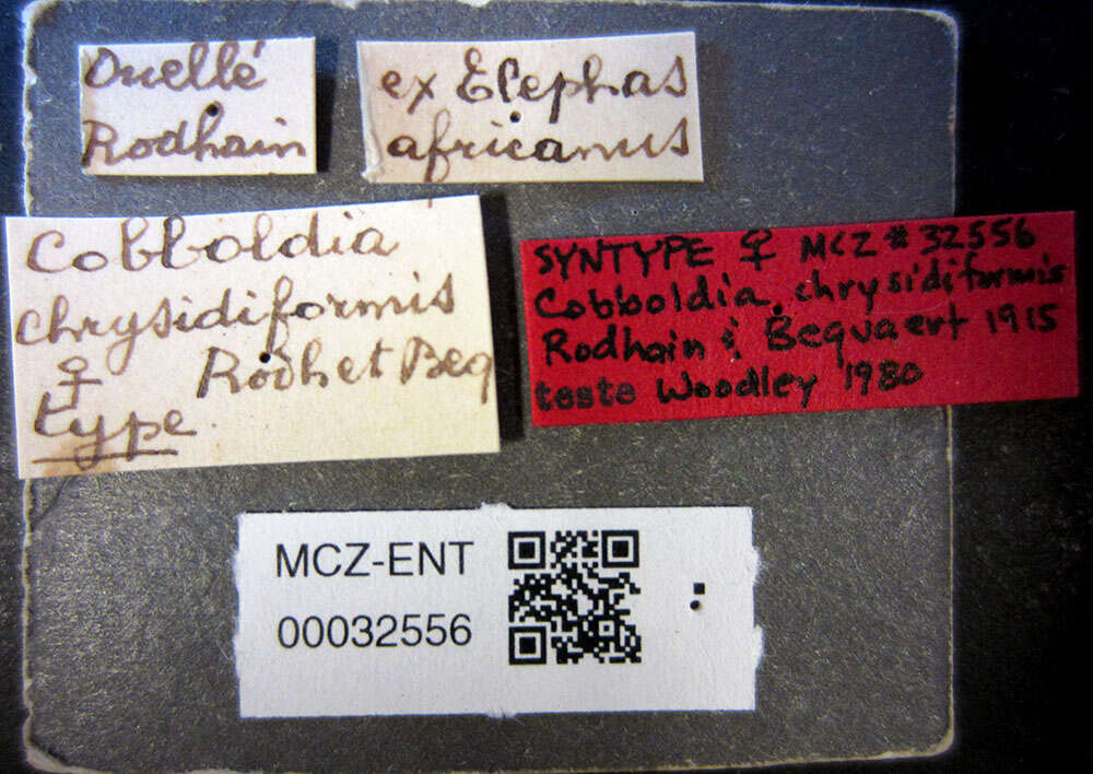 Cobboldia chrysidiformis Rodhain & Bequaert 1915的圖片
