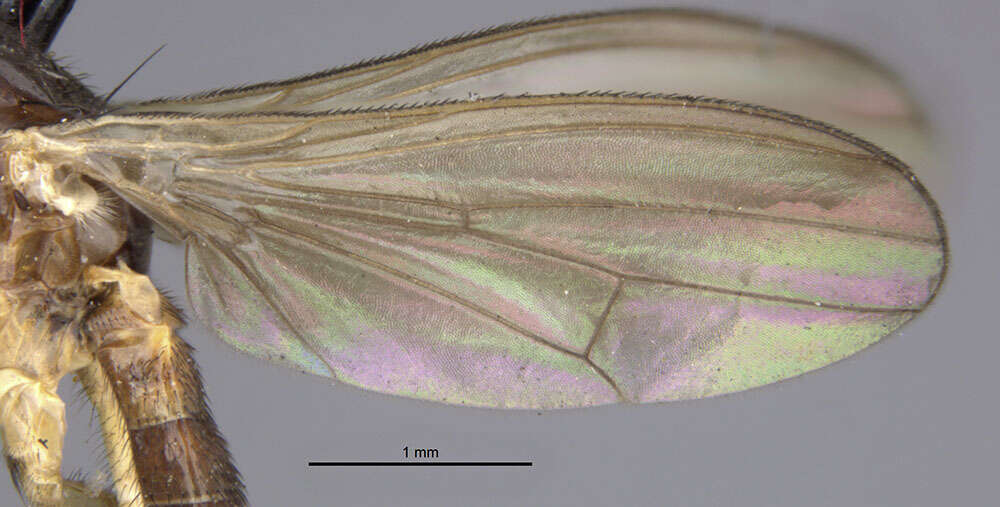 Image of Pteromicra albicalceata (Cresson 1920)