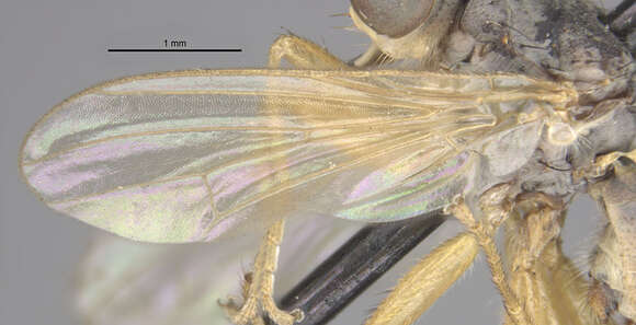 Image of Microprosopa flavinervis Malloch 1924