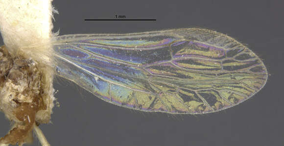 Image of Climacia nota Parfin & Gurney 1956