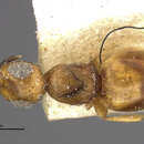 Image of Ecitonetes subapterus Brues 1902