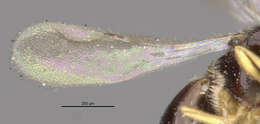 Image of Ceraphronoidea