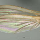 Sivun Phylloclusia hendeli Lonsdale & Marshall 2007 kuva
