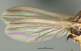 Phylloclusia hendeli Lonsdale & Marshall 2007 resmi