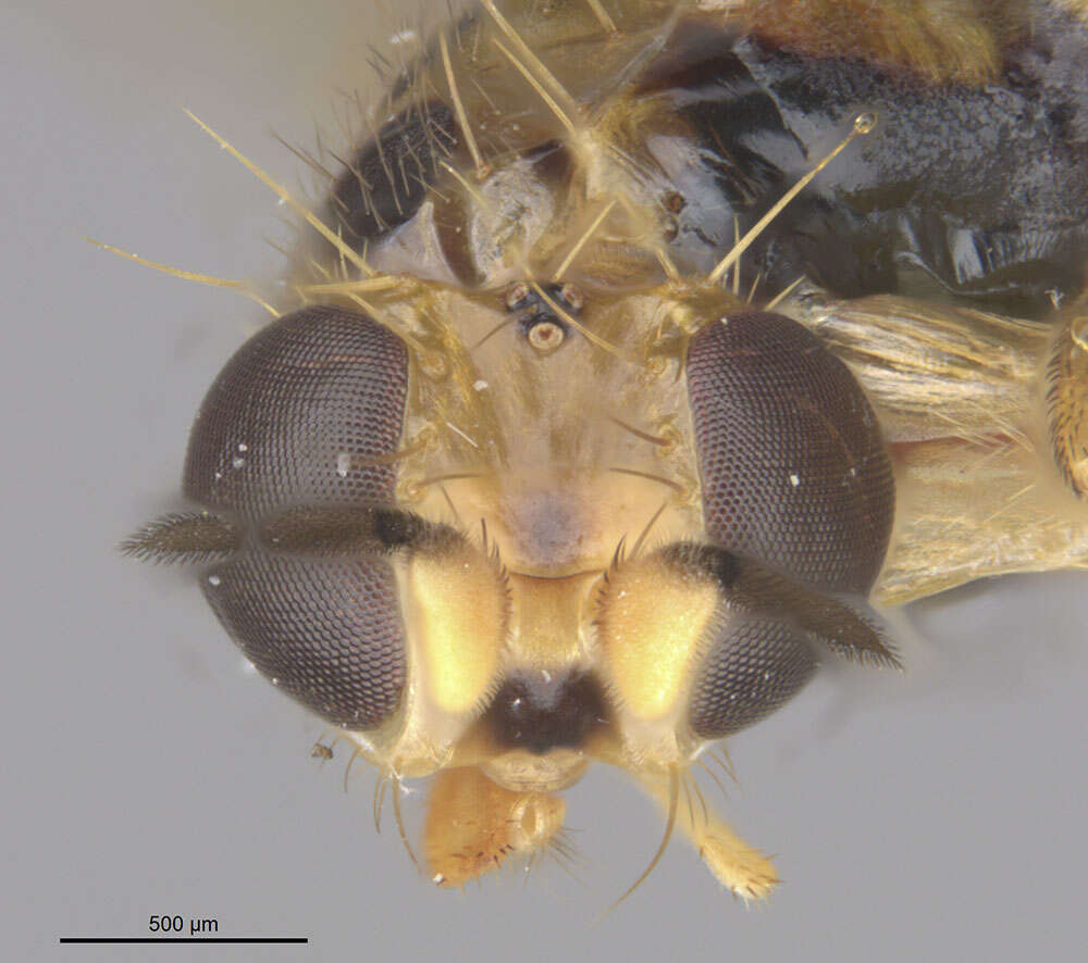 Phylloclusia hendeli Lonsdale & Marshall 2007 resmi