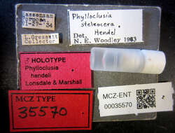 Phylloclusia hendeli Lonsdale & Marshall 2007 resmi