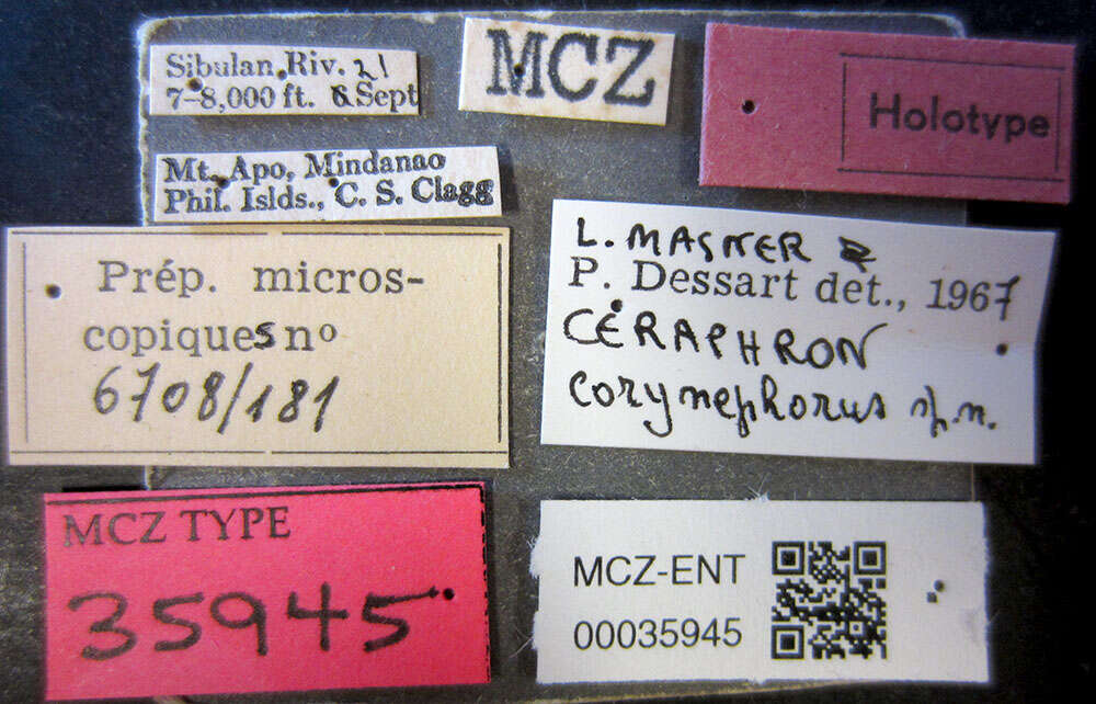 Image de Ceraphron corynephorus Dessart & Masner 1969