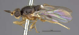 Image of Elachiptera costata (Loew 1863)