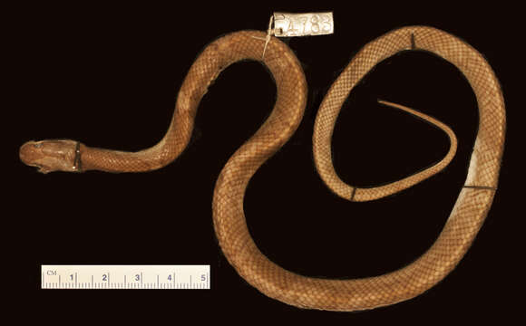 Image of Common Wolf Snake