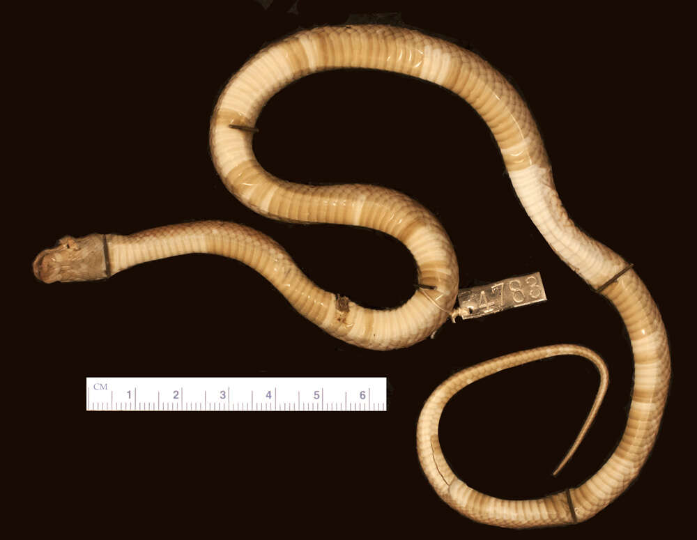 Image of Common Wolf Snake