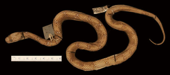 Image of Travancore Wolf Snake