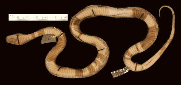 Image of Travancore Wolf Snake