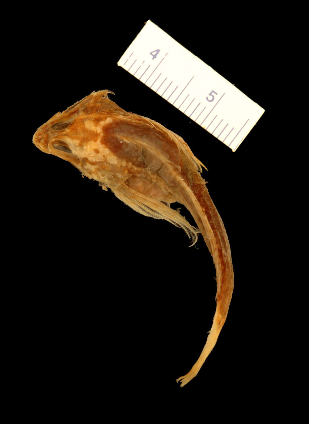 Image of Tidepool sculpin