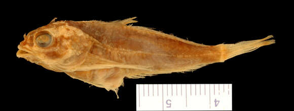 Image of Tidepool sculpin