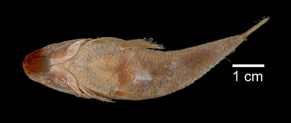 Image of Dwarf flathead