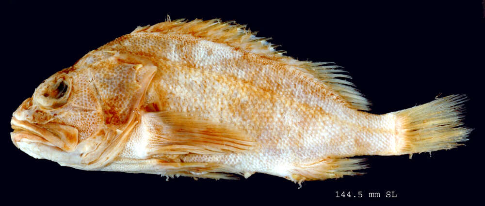 Image of Cape redfish