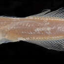 Image of Big Baikal oilfish