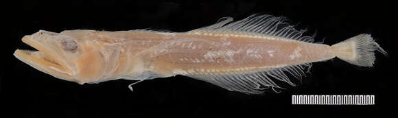 Image of Big Baikal oilfish
