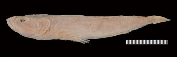 Image of Procottus