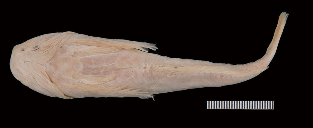 Image of Procottus