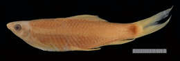 Image of red-finned shark