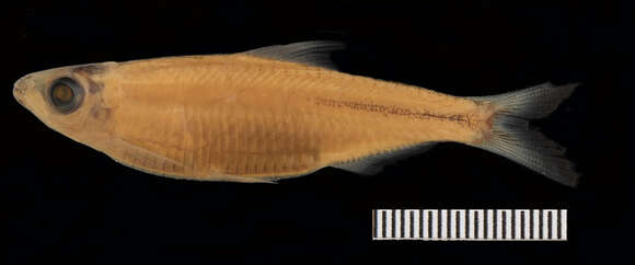 Image of Microthrissa