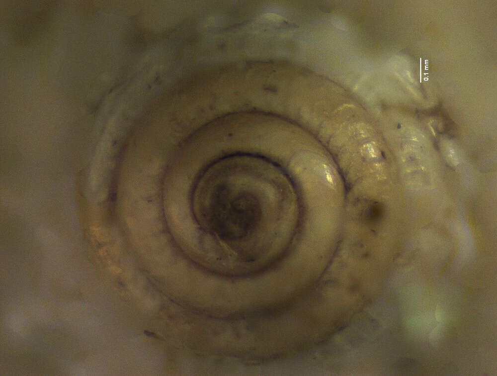 Image of Theta lyronuclea (A. H. Clarke 1959)