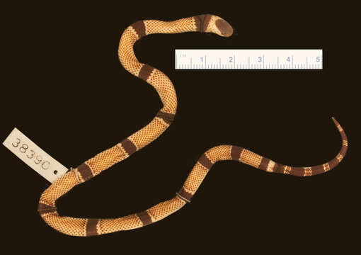 Image of Clark's Coral Snake