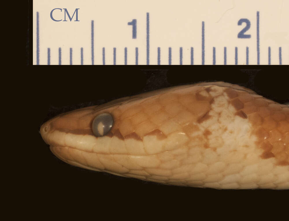 Image of Common Wolf Snake