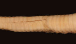 Image of Common Wolf Snake