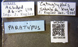 Image of <i>Cataglyphis sabulosa</i>