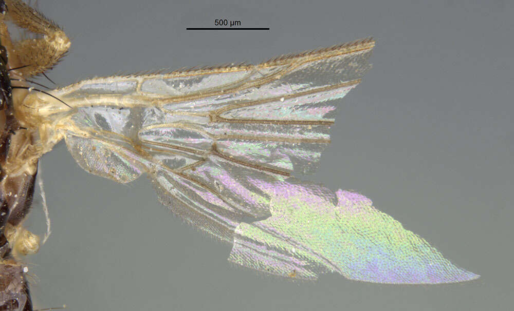 Image of Americina adusta (Loew 1863)